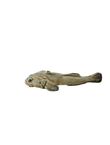 Lusitanian Toadfish, , medium