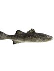 Sea Bass, , medium