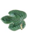Leaf Fig Tree with Caterpillar, , medium