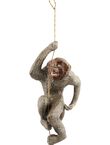 Monkey, , medium