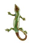 Magnet Lizard, , medium