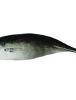 Jack Mackerel, , medium