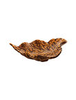 Small Birch leaf, Brown, medium