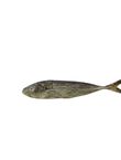 Horse Mackerel, , medium